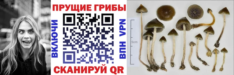 где купить наркоту  Новодвинск  Галлюциногенные грибы мухоморы 